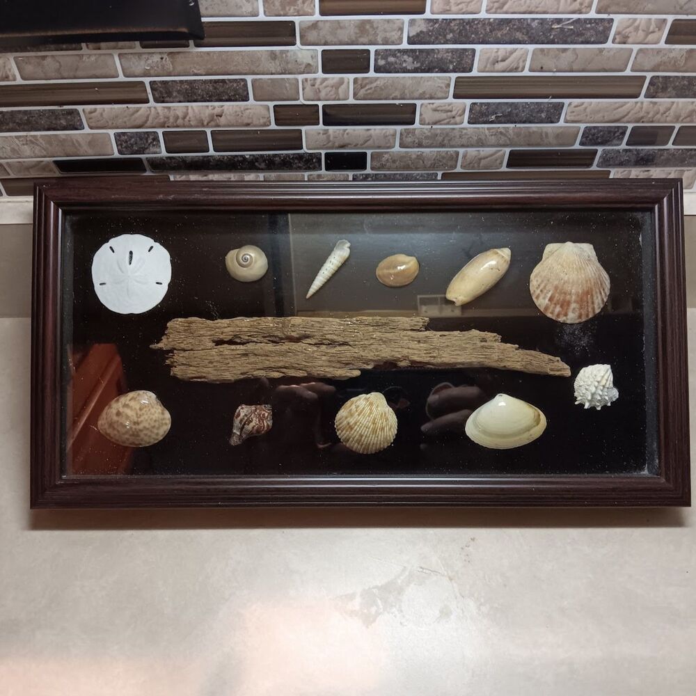 Vintage Seashell Art Shadow Box Marine Life Shell Collections